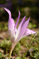 Fototapeta premium コルチカム