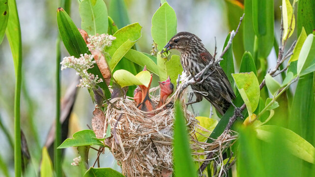 A Female Red-Winged Blackbird Brings Food to Her Newborn Chicks at her Nest in Florida