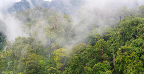 Fototapeta na wymiar Tropical forests in rainy season , Southeast asian.