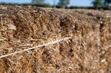 Selective focus on wire tie used on a square straw hay bale.