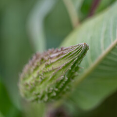 Selective focus on an unopened milkweed follicle seed pod in the fall. 