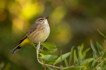 Palm warbler (Setophaga palmarum), a bird, in Sarasota, Florida at sunset