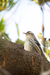 Black-and-white warbler (Mniotilta varia) on a branch in Sarasota, Florida