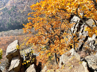 Oaks among the stones on the slope in the Gorge of the Cheeks of the Dardanelles in October. Russia, Primorsky Krai, Partizansky district