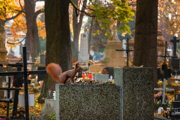 Rakowice w Krakowie w słoneczny, jesienny dzień © Michal45