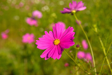 Fototapeta premium 枚方穂谷 コスモス