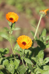 orange flower