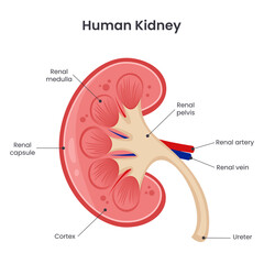 Fototapeta premium Human kidneys scientific vector illustration graphic diagram