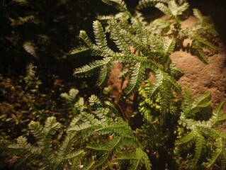 Selaginella kraussiana on the rock 