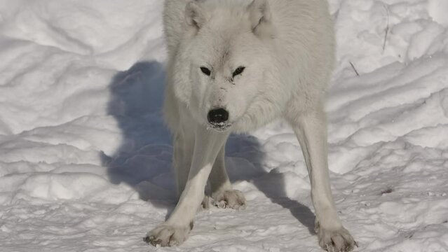arctic wolf chewing snow slomo