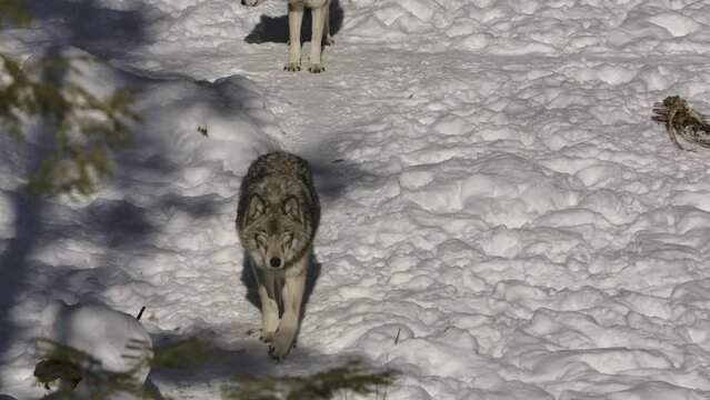 timber wolf walking down winter path past skeleton of prey