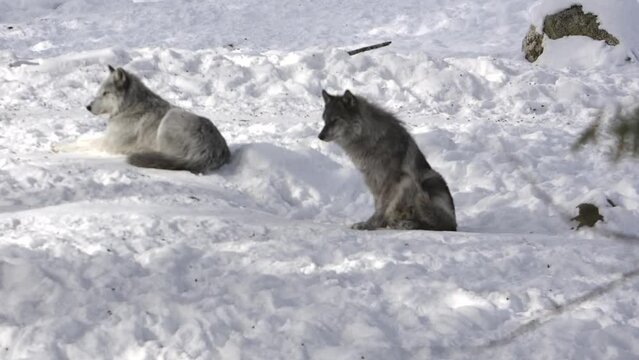 grey wolf lays down in snow rack focus