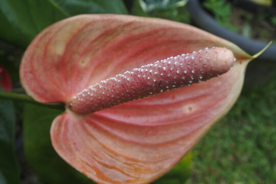 red peace lily flower (Spathiphyllum Mauna loa)