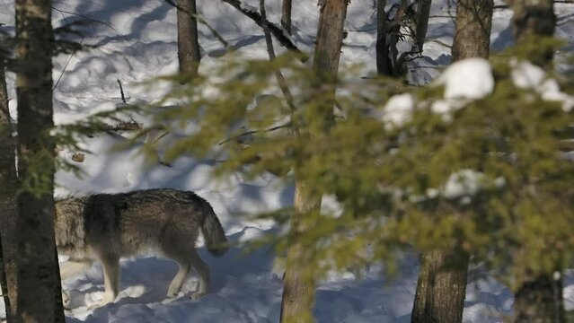 timber wolves trotting through winter forest