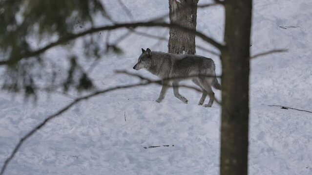 grey wolf walking through winter forest weary of camera