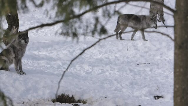 grey wolf walking through winter forest trail