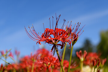山田池公園　彼岸花