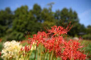 山田池公園　彼岸花