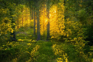 Obraz premium Magical sunset in the forest.