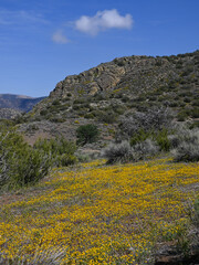 Spring Bloom in Tomo-Kahni State Historic Park, Kern County