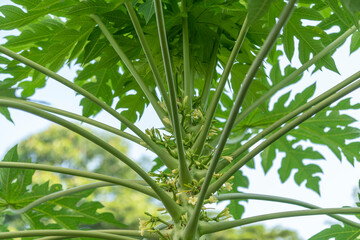 Close up,Papaya flowers with buds on Papaya tree, Papaya flowers blooming .