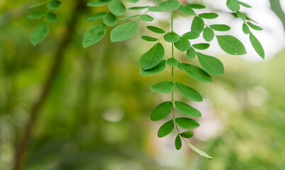 Fototapeta na wymiar Moringa oleifera, Moringa leaves on tree, green leaves