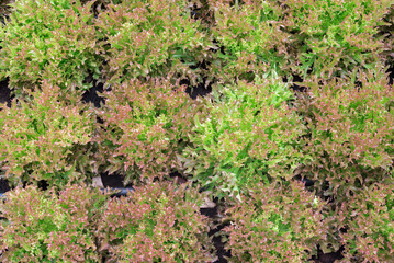 Vegetable salad organic background