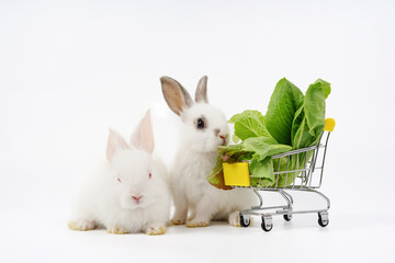 young adorable white rabbits with green lettuce in a shopping cart isolated on white background , bunny food, shopping concept