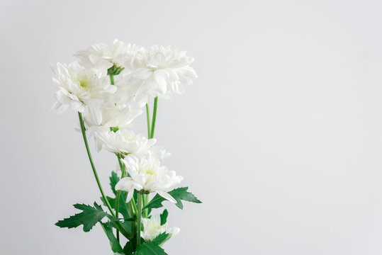Close-up white flower and white background