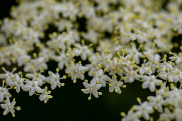 Sambucus nigra growing in meadow, close up	
