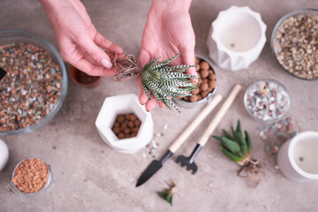 Woman holding Succulent haworthia Plant with roots ready for planting into White ceramic Pot