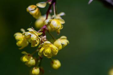 Berberis vulgaris flower growing in meadow, close up	