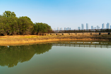 Lush greener around the pond in the park