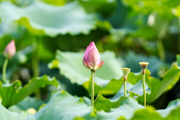A beautiful pink waterlily or lotus flower in pond