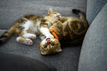 Two striped kittens are playing on the dark fabric sofa. Orange striped Scottish cat, pure...