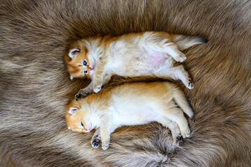 Two little kittens are sleepy and lying on a brown fur carpet, a golden British Shorthair cat, pure pedigree. Beautiful and cute. Lie comfortably on the furry rug. and soft, in view from above and clo