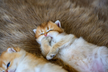 Fototapeta premium kitten is lying on its stomach and licking its front legs on a brown wool carpet, in front and close-up view. British Shorthair cat, golden, purebred, resting comfortably on soft and flowing carpets.