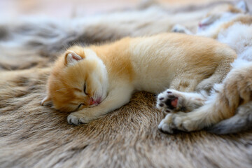 Little kitten sleeping on a brown fur carpet, golden British Shorthair cat, pure pedigree....