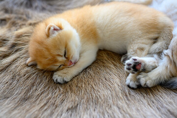 Little kitten sleeping on a brown fur carpet, golden British Shorthair cat, pure pedigree. Beautiful and cute. Sleep well on the fluffy rugs, top and close-up views.