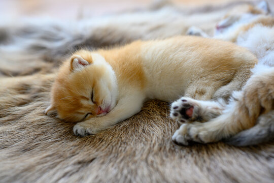 Little kitten sleeping on a brown fur carpet, golden British Shorthair cat, pure pedigree. Beautiful and cute. Sleep well on the fluffy rugs, top and close-up views.
