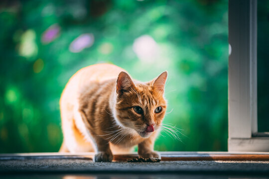 Cat On The Roof