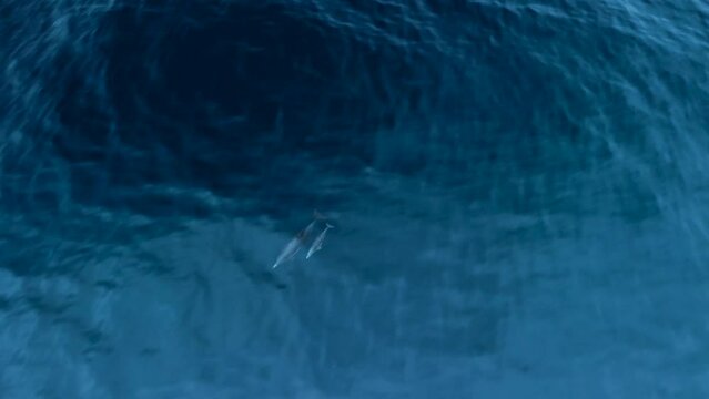 two dolphins swimming together and jumping out of the water