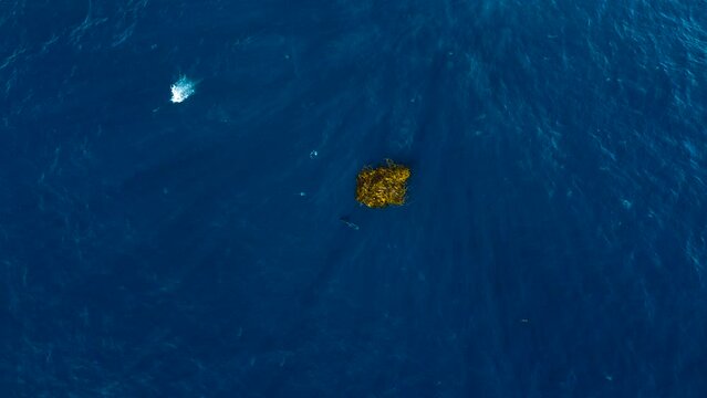 Dorado fish jumping out of the water near kelp patty