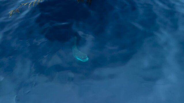 Ocean Sunfish (Mola Mola) Close Then Swim Away drone view