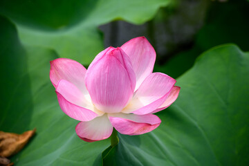 蓮 万博記念公園