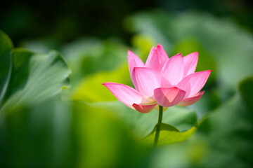 Obraz premium 蓮 万博記念公園