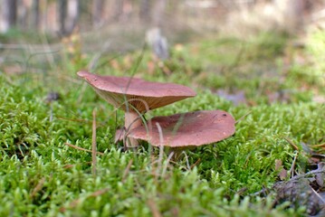 two brown mushrooms in the grass