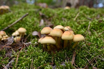mushrooms in the grass