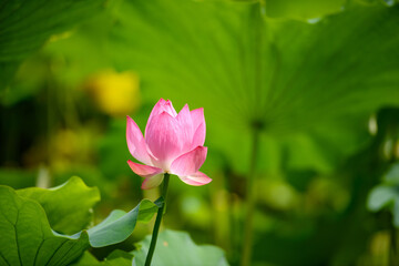 Fototapeta premium 蓮 万博記念公園