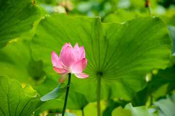 蓮　万博記念公園